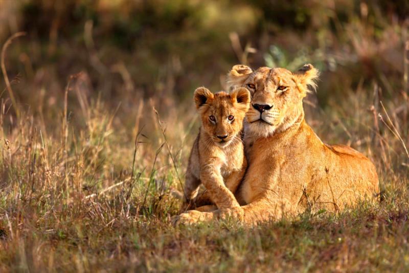 Which Is The Best Time To Visit Gir National Park?